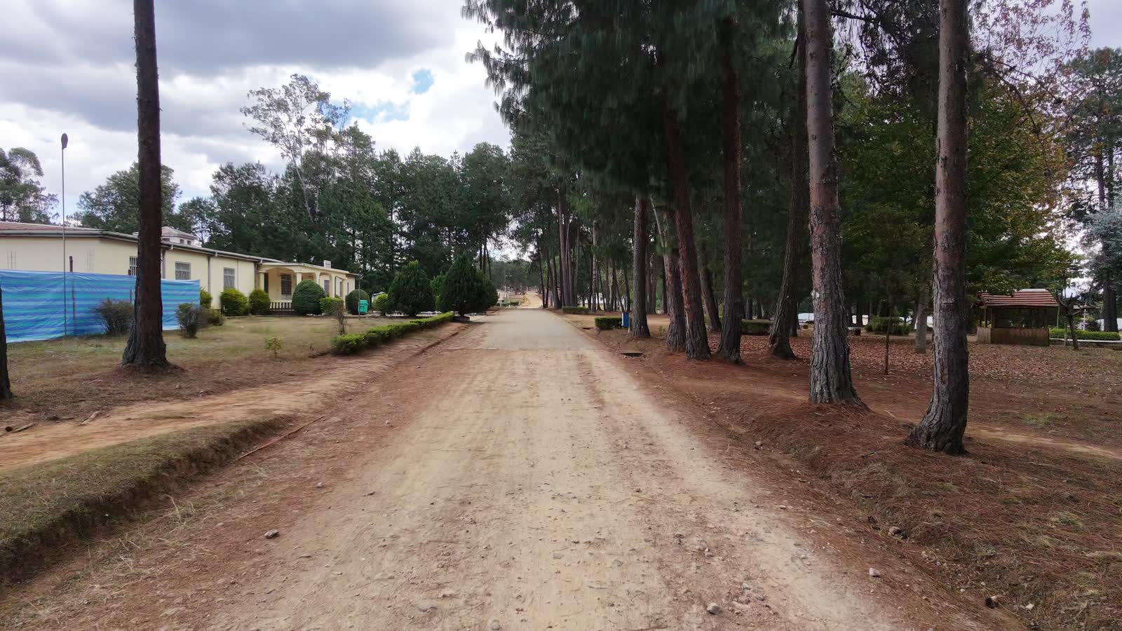 Allée bordée de pins traversant le campus